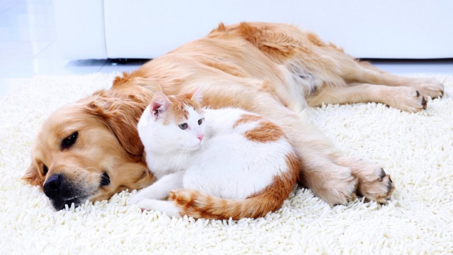 How to Introduce Cats and Dogs to Each Other | Angie's List