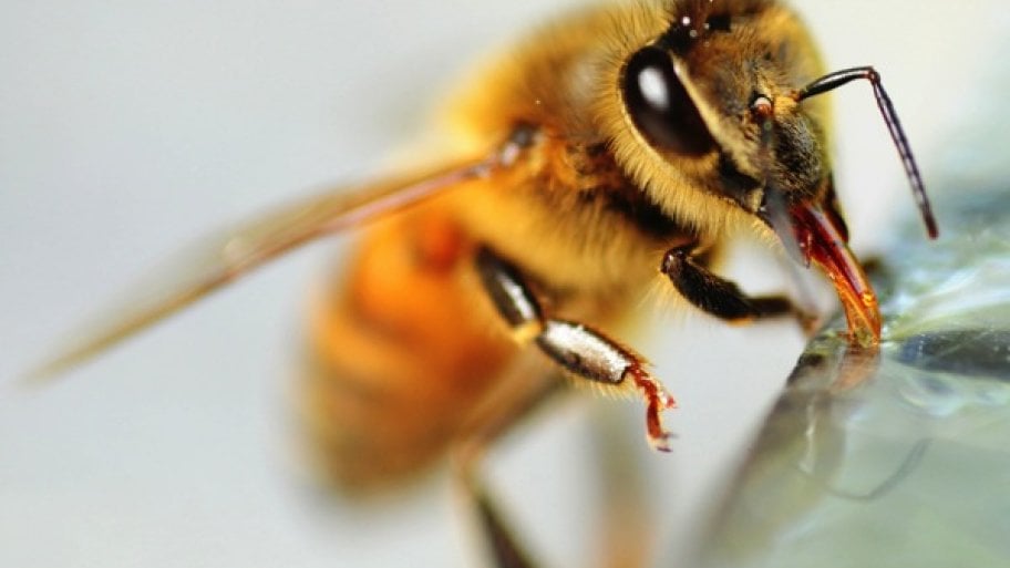 What S The Buzz When It Comes To Bee Removal Angie List Honeybee Removal