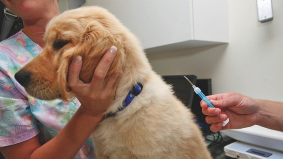 craigslist charlotte free pets