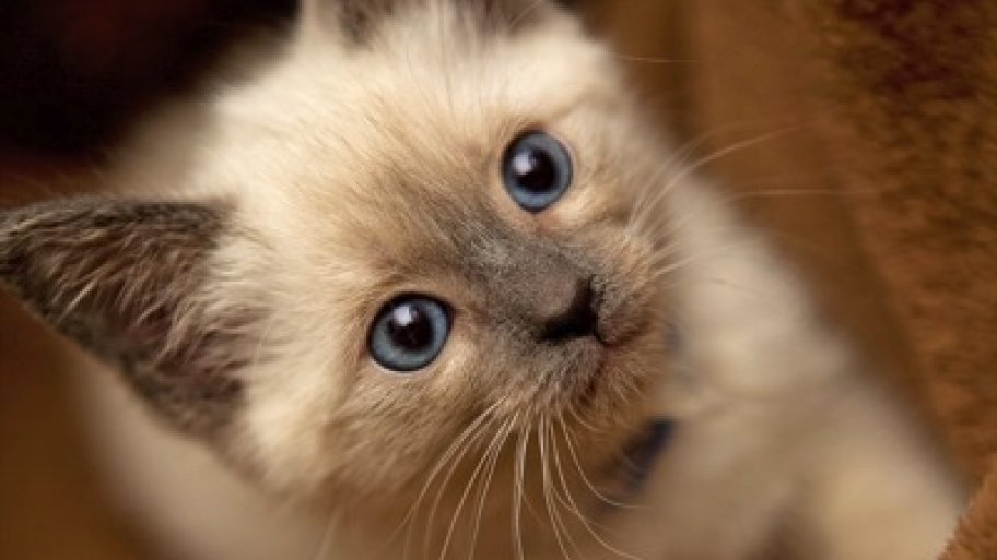 cat leukemia vaccine cost