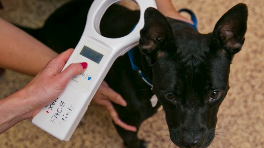 microchip