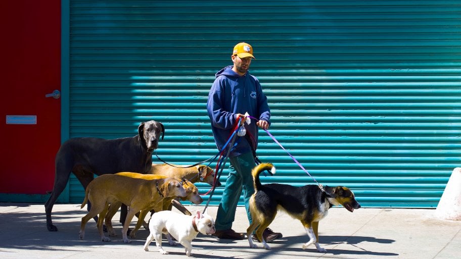 Dog Walking & Walkers Angie's List