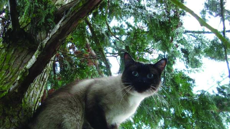 My Cat’s Stuck in a Tree Now What? Angie's List