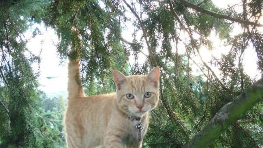 Help! Who Can Rescue My Cat from a Tree? Angie's List