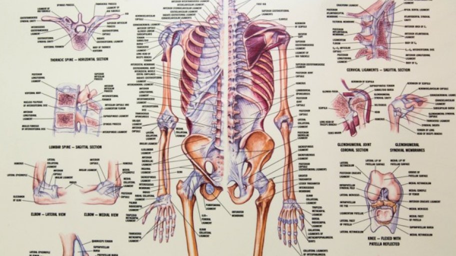 Chiropractic Body Charts