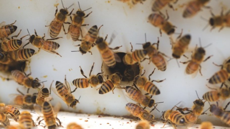 maryland bee removal