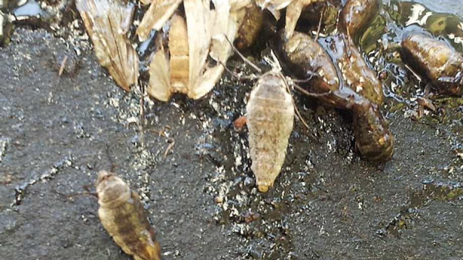cankerworms