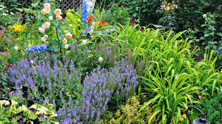 purple flowers