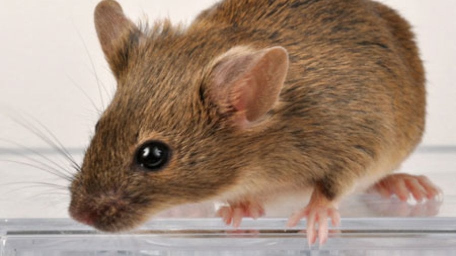 Winter Weather Sends Mice And Rats Indoors Angie S List Winter Weather Sends Mice And Rats Indoors