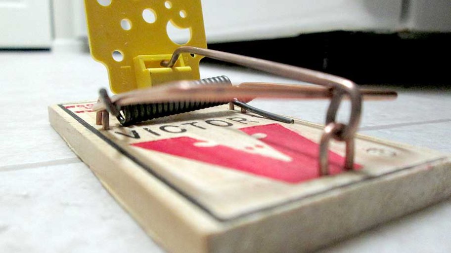 Mice and Rat Extermination Angie's List