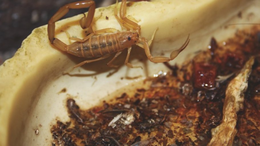 How To Get Rid Of Scorpions Angie S List