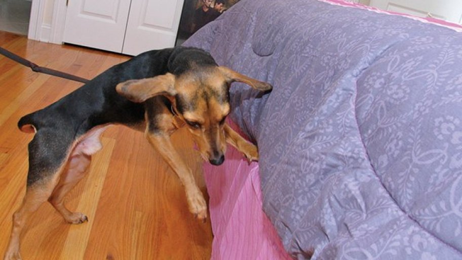 Bed Bug Pest Control Chicago Bed Bug Pest Control Chicago