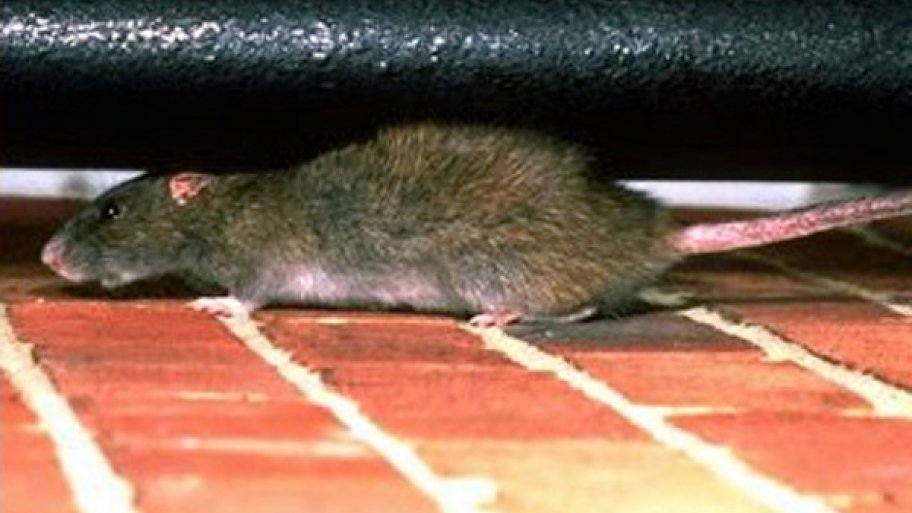 Are Rats In My Home Causing An Allergic Reaction Angie S List Are Rats In My Home Causing An Allergic Reaction