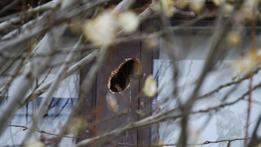 Woodpeckers are Leaving Holes in my Siding! | Angie's List